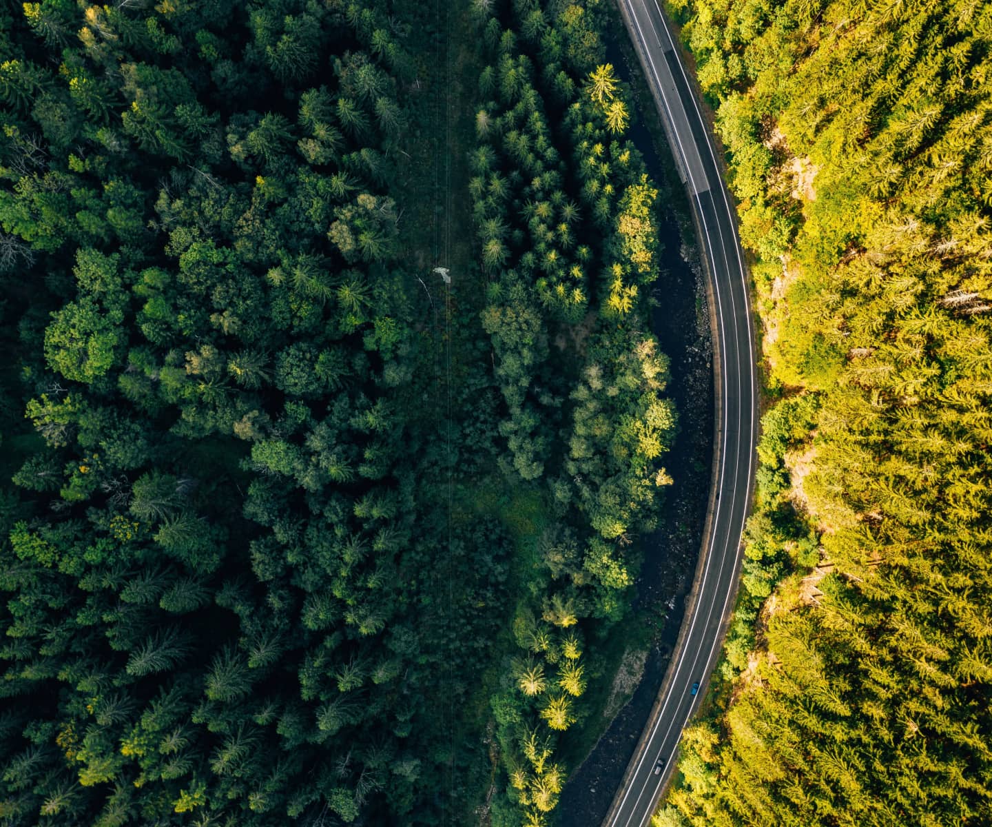 An overhead view of a curved road in a green forest.